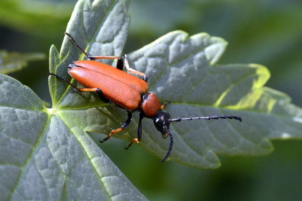 Coleottero arancione da ID - Stictoleptura rubra ssp. rubra